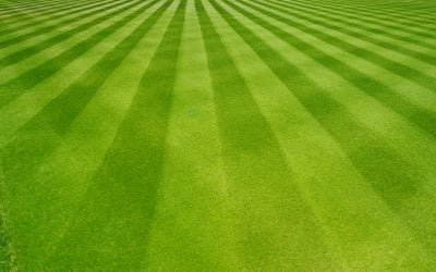 The Ultimate Guide To Lawn Care