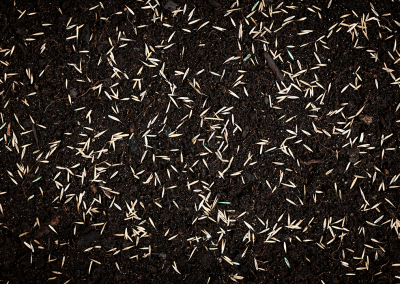 A photo of grass seed in soil