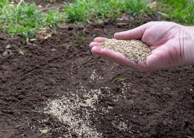 A photo of grass seed patched soil