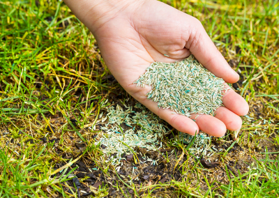 A photo of an open hand filled with grass seeds