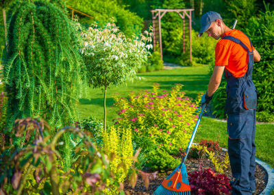 A man performing yard clean up with a rake